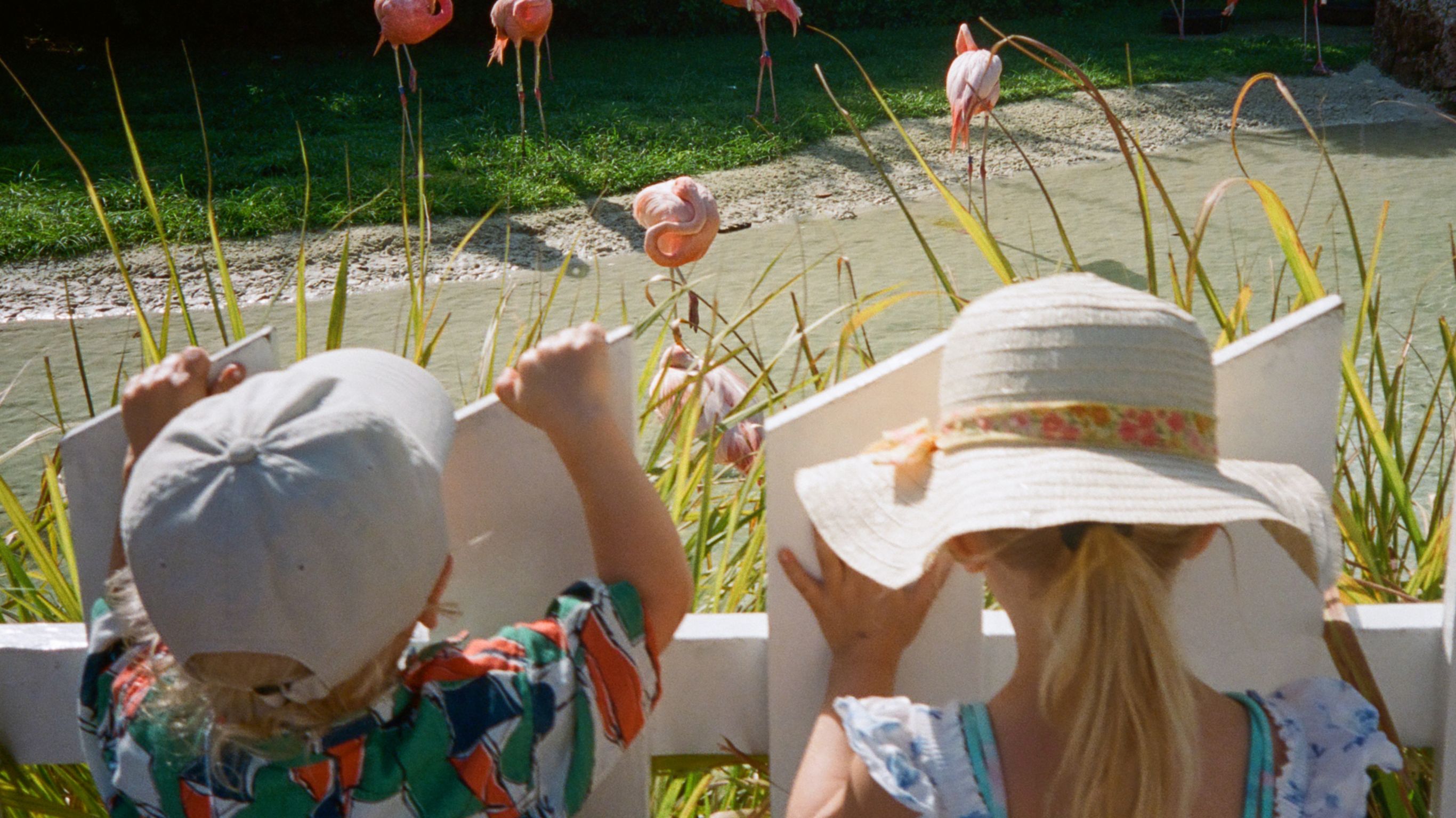 2 children looking at flamingos